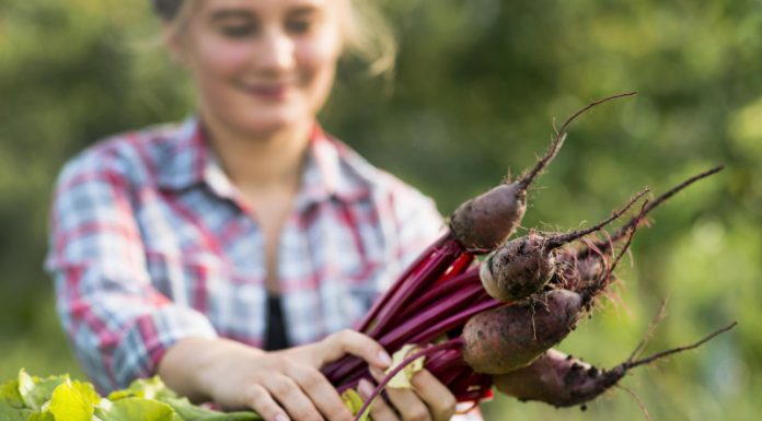 Come remolacha, es una joya de la nutrición