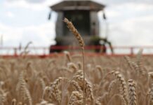 La agricultura, un salvavidas para ucranianos en zonas devastadas por la ocupación rusa