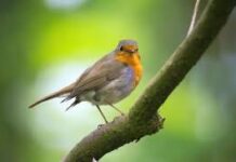 La contaminación lumínica prolonga los cantos de las aves casi una hora