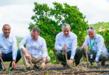 INTABACO inicia Cosecha Tabacalera 2025-2026 con siembra de más de 160 mil tareas