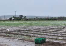 Tormenta Melissa: Informe preliminar agropecuario indica pocos daños en zonas productivas del Sur