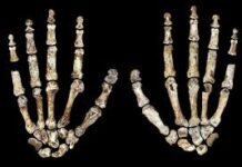 Nuevos fósiles revelan cómo eran las manos (y habilidades) de los primeros homínidos