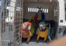 Medio Ambiente hace llamado al registro obligatorio de animales exóticos en el país