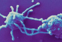 Los “ancestros microbianos” de la vida protagonizan una nueva expedición oceanográfica