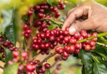 Rancho Arriba: donde florece el café y la esperanza
