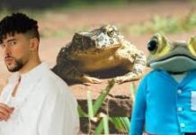 El sapo concho desafía la extinción de su especie con su fama mundial junto a Bad Bunny