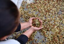 Las mujeres que siembran café en busca de un desarrollo sostenible