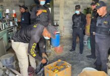 Desmantelan en la RD una red que falsificaba medicamentos