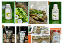 El IIBI impulsa el desarrollo agroindustrial del “Buen Pan” o Castaña de Masa, un fruto nutritivo con potencial para formar parte de la seguridad alimentaria dominicana