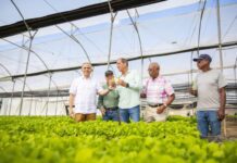 INTABACO producirá 15 millones de plantas de tabaco para zafra 2025-2026