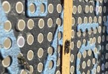 La falta de alimento acelera la metamorfósis en las abejas