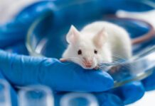 Logran rejuvenecer en ratones el sistema inmunitario con un innovador enfoque