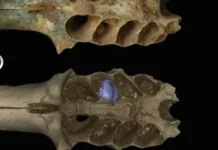 RD: Hallan nidos fósiles de abejas construidos en las mandíbulas de mamíferos prehistóricos