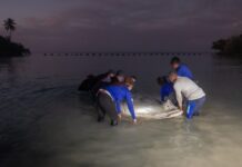 Jean Pedro, el manatí rescatado en San Pedro de Macorís, vuelve a su hogar