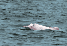 El documental “Delfín Blanco Chino”, se estrena en todo el país