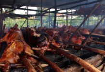 Pro Consumidor iniciará amplio despliegue de supervisión en lechoneras para garantizar calidad e inocuidad de las carnes