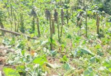 Despliegan gran Operativo Militar Conjunto y de acción unificada para proteger el Parque Nacional Los Haitises