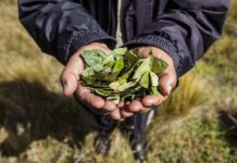 Unas 200 ONG critican a la OMS por mantener hoja de coca entre las sustancias peligrosas