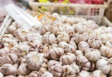 Los compuestos del ajo aumentan la esperanza y la calidad de vida en ratones, según un estudio