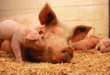 RD prohíbe importación de carne de cerdo y derivados desde España por brote de peste porcina