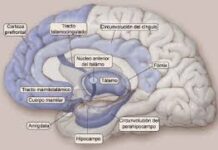 La anatomía cerebral que integra la visión o la memoria se define antes de nacer