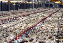 Garantizan abastecimiento a la demanda de pollo en Navidad y Año Nuevo