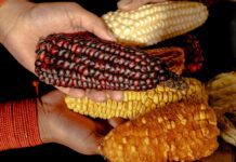 Centroamérica y el Caribe buscan armonizar su producción de semillas con apoyo de la FAO
