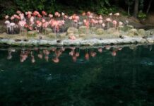 Zoológico Nacional aclara que donación de animales desde Puerto Rico no incluye especies venenosas