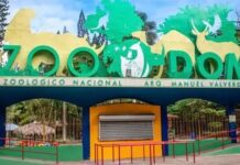 Instituciones reiteran el peligro que representa la introducción de especies invasoras provenientes de Puerto Rico