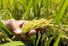 Del arroz a la gestión pública: Oliverio Espaillat llega a Agricultura