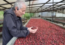 El “café más caro del mundo” en Panamá busca mantener el liderazgo pese al reto climático