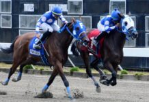 Comisión Hípica aumenta ayuda para importar caballos de carreras