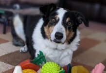 Algunos perros aprenden palabras escuchando conversaciones no dirigidas a ellos