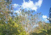 “No puede desaparecer así”: padre de Brianna cree que alguien se la llevó