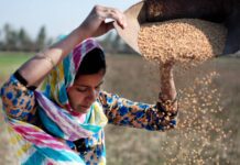 La FAO advierte: “Más de 800 millones de personas” en el mundo se consideran hambrientas