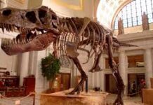 Nuevos estudios demuestran que el ‘rey de los dinosaurios’ crecía hasta los 40 años