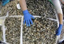 Los moluscos fueron alimento estable en la población mesolítica y no solo recurso puntual