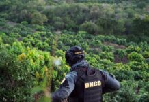 DNCD persigue a tres hombres por cultivo de 1,835 plantas de marihuana en zona montañosa de Baní