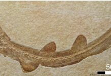 Un pequeño tiburón prehistórico desafía las teorías actuales de la evolución de la especie