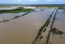 Más de 2,000 tareas de arroz resultan inundadas en El Pozo, María Trinidad Sánchez