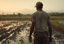 Medir mejor para producir mejor: tecnología al servicio del arroz