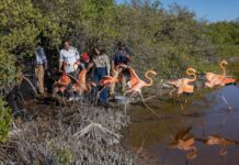 Zoológico dominicano libera 12 flamencos en Salinas de Baní