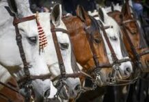 Descubren el secreto del relincho de los caballos: silban a la vez que ‘cantan’