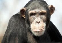 Los simios, como los humanos, tienen imaginación y saben fingir