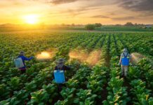 El comercio agrícola y la seguridad alimentaria