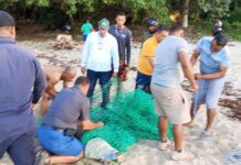 Capturan cocodrilo que permanecía desaparecido en Sabaneta de Yásica