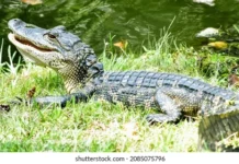 Autoridades buscan a cocodrilo que escapó de una finca turística en República Dominicana