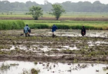 Migración establece procedimientos para renovación de permisos de trabajo temporales