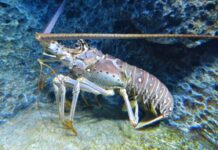 Activan temporada de veda para garantizar la conservación de especies vitales para la salud de los ecosistemas