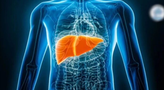 Logran cultivar tejido hepático sano en un organismo, el primer paso para futuras terapias